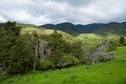 #4: View East (along Horopito Stream towards the Ruahine Range)