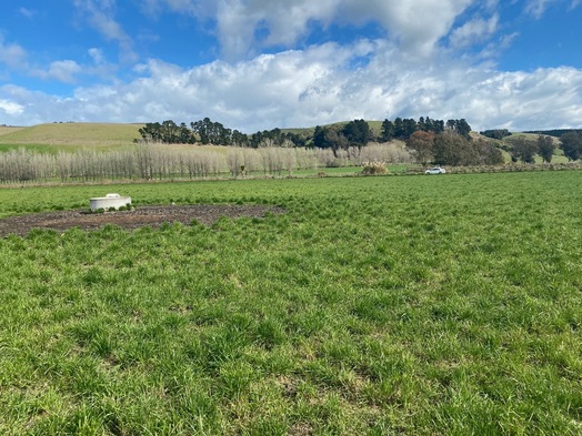 #1: The confluence point lies in a field, currently being used for cattle farming.  (This is also a view to the West)