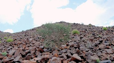 #1: General view and the view torward East. The confluence point is 2 feet in front of the bush