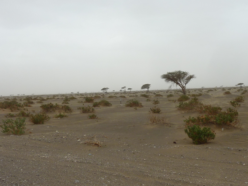 The odd, stubborn trees