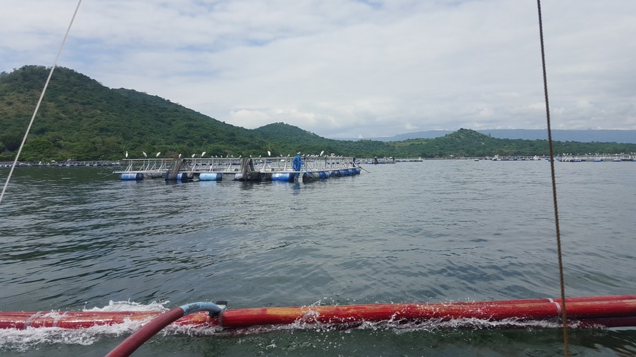 Tilapia fish farming