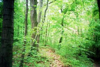 #1: Here is where the gps told it was the confluence