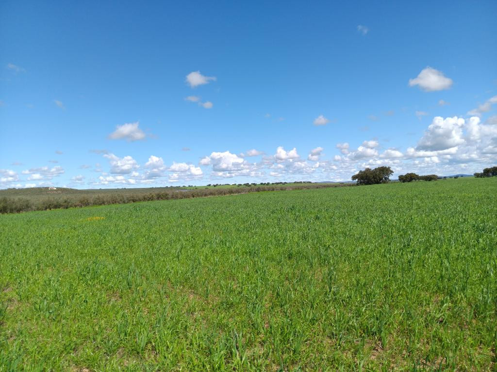 Norden; view north