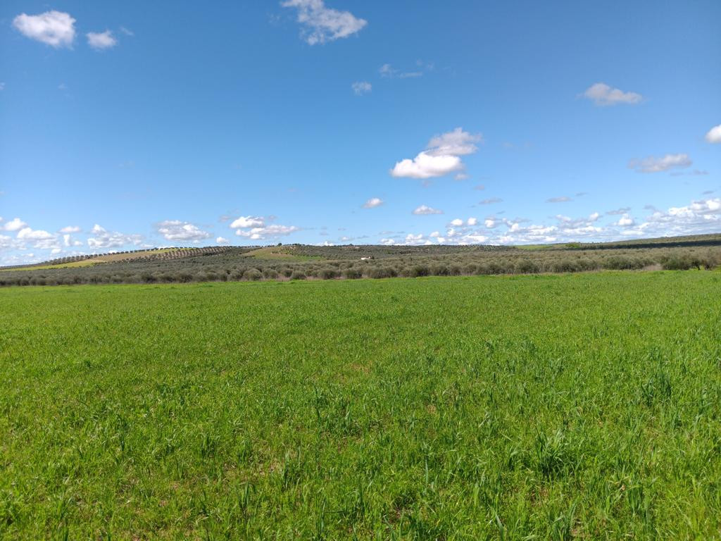 Westen; view west