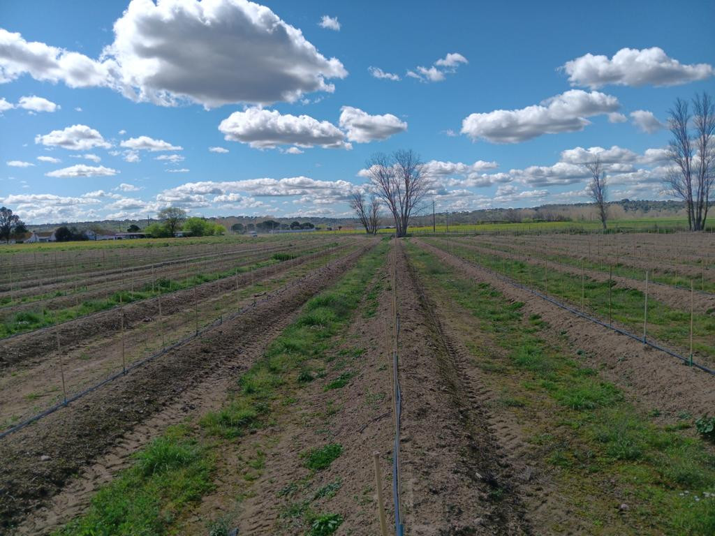 Westen; view west