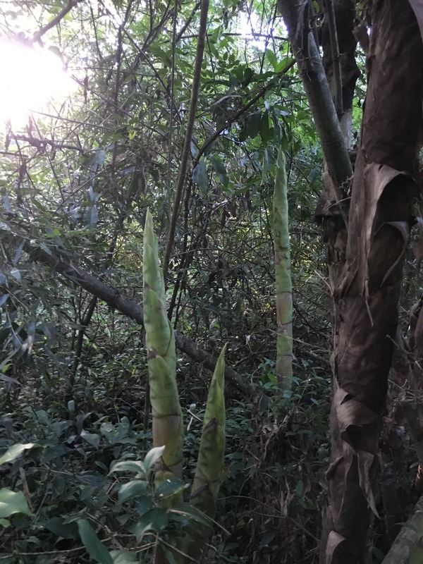 Sprouting bamboo at the confluence point