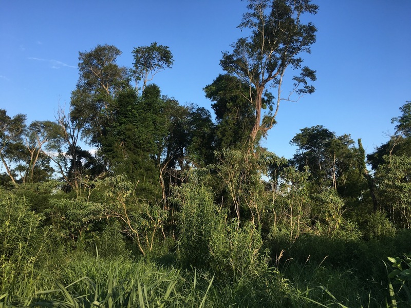 View to the confluence from 80 m