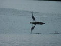#7: Bird on a lake/Barza
