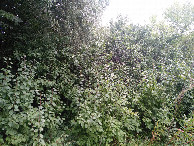 #3: East view