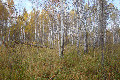 56°N 83°E preview image
