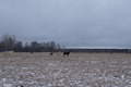56°N 84°E preview image