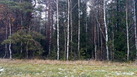 #6: Edge of the forest / Опушка