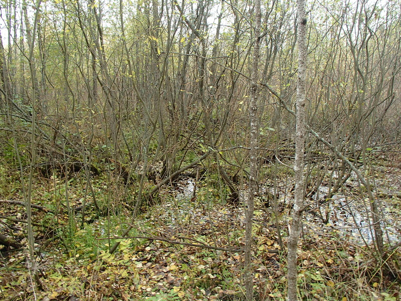 General view to the west / Общий вид на пересечение в западном направлении