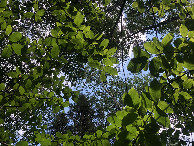 #9: View Upwards