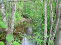 #7: The confluent brook