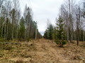 #7: Early spring/Снег сошел, но зелени еще нет