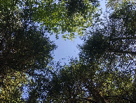 #9: View Upwards