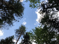 #9: View Upwards