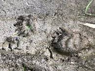 #9: Bear Tracks