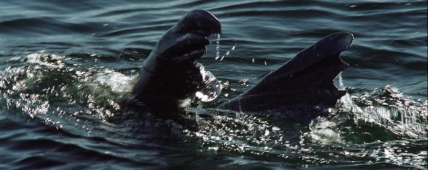 A curious walrus swimming away