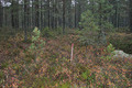 Visit #2: [21-Oct-06]