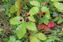 #8: Scrummy!