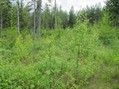 #4: South