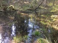 #9: Swamp