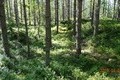 61°N 14°E preview image