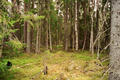 61°N 15°E preview image