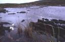 #6: cotton grass near the CP