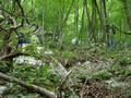 #5: Basti and Michael are climbing down this very steep slope (it took some time). The waterfall is on the right.