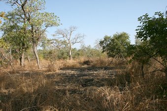 #1: Bush and black coal spot from bushfire to the North