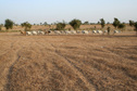 #12: Cattle at the Confluence, which is located at the edge of the pastoral region