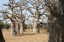 #8: Groves of baobabs marked sites of early human settlements