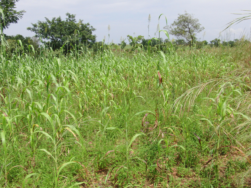 Closeup of Confluence at the maize field