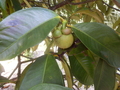 #9: Mangosteen Tree