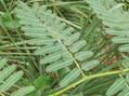 #10: Prickly fern