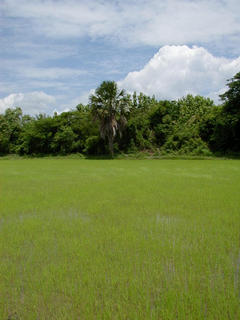 #1: View from confluence looking SSE across a rice paddy. Thailand is the world's largest exporter of rice (followed by USA and Vietnam) with 15% of the country lying beneath flooded rice fields. About 60% of the Thai labor force are engaged in agriculture (r