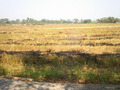 #8: On the road, looking towards CP (15 m north into field)