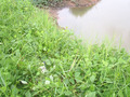 #7: GPS at measured position; confluence is 4-5 m to the right, in the water