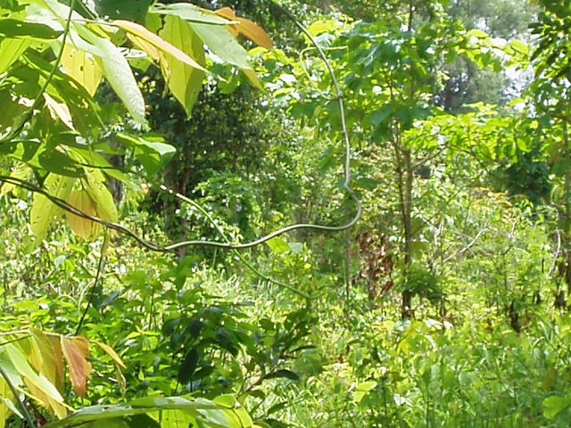 The confluence point -- undergrowth is so dense I got no picture to the East of the point