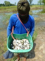 #8: The fisherman and his catch