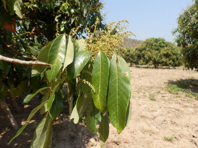  Closeup to a Langyan Tree 