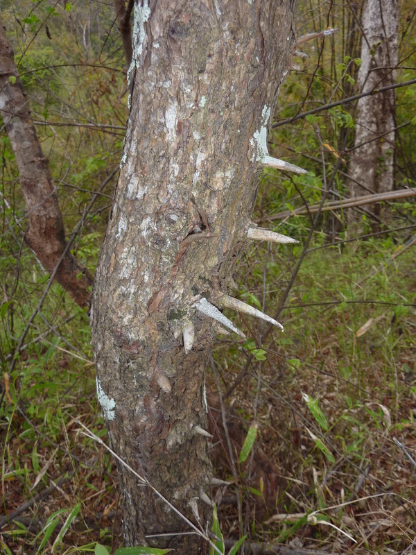 Do not grab this tree if you loose your balance