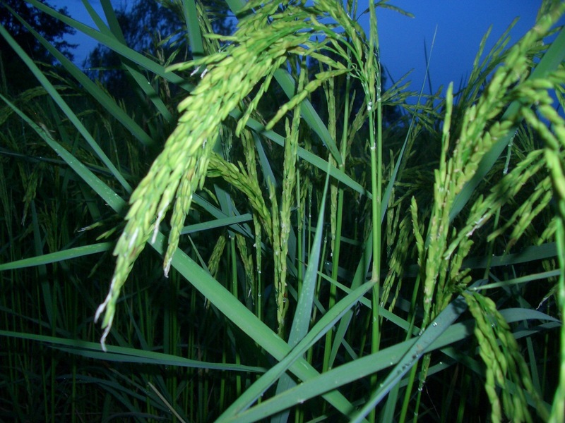 Rice plants