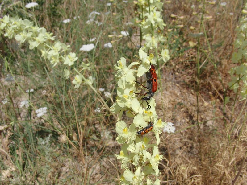 Insects on flower