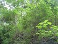 #2: View to the East, looking upwards to avoid the rocky stream bank