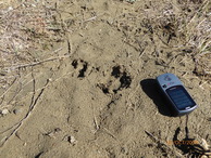 #8: Footprint of a boar