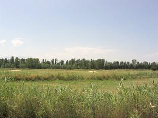 #1: View towards the confluence point beyond the irrigation channel